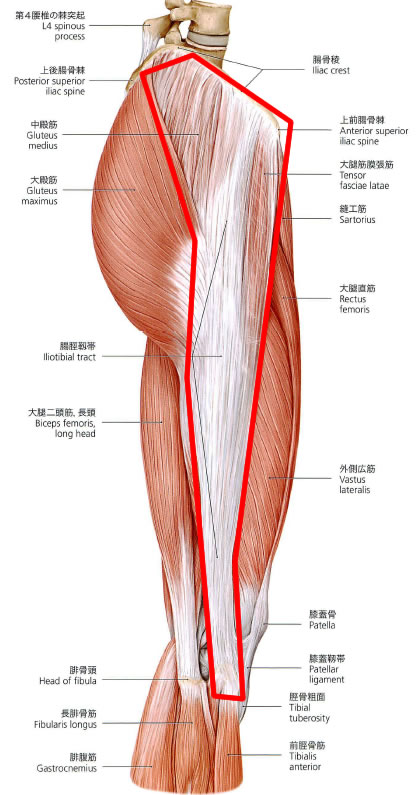 右大腿部の解剖図