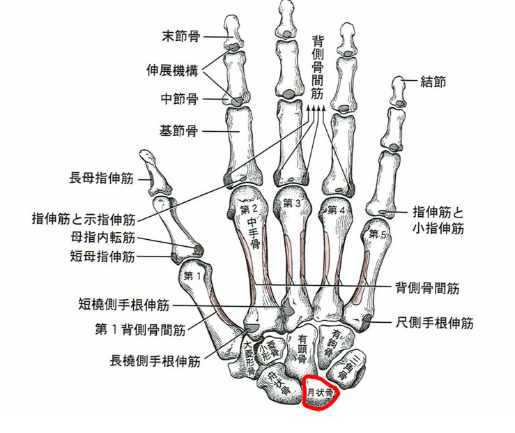 手根骨の図