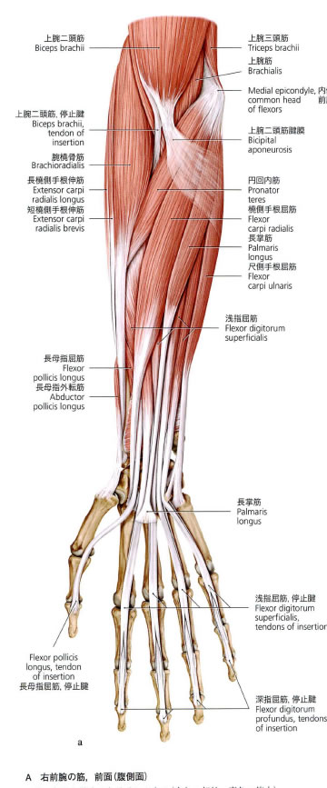 右前腕の解剖図